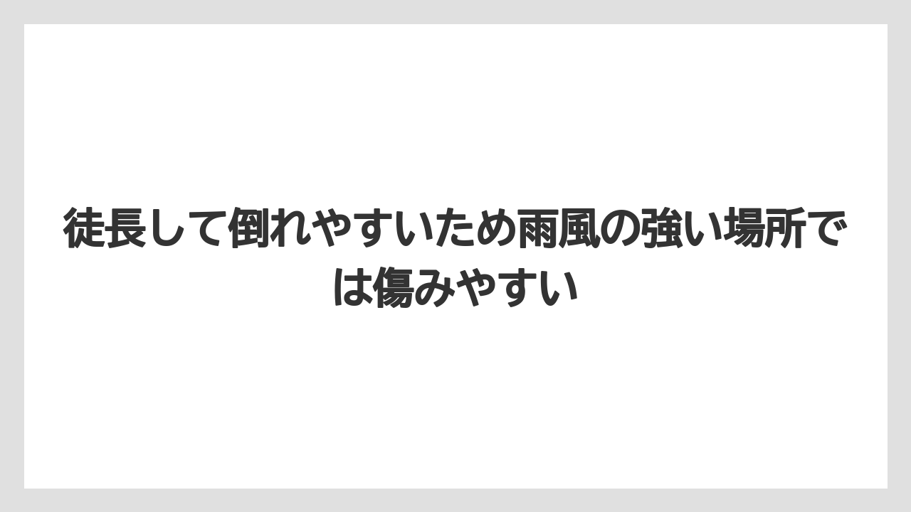 【栽培】【農園】【農業】徒長して倒れやすいため雨風の強い場所では傷みやすい