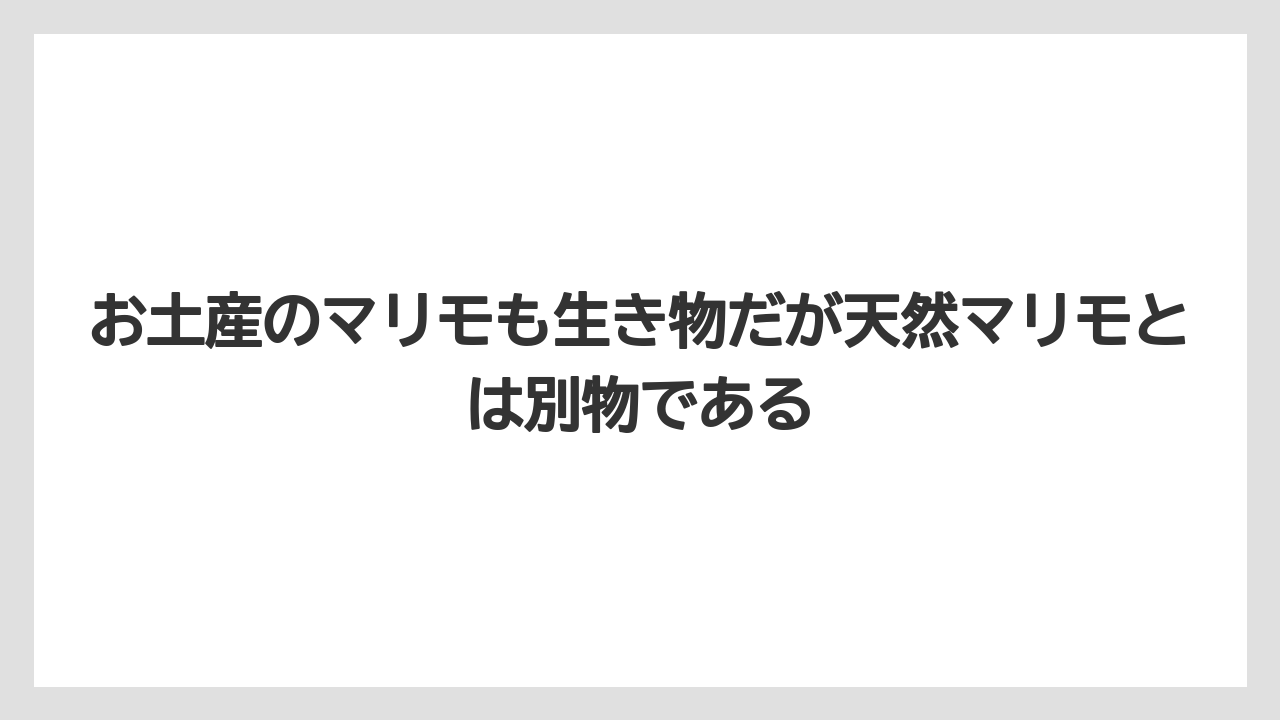 【栽培】【農園】【農業】お土産のマリモも生き物だが天然マリモとは別物である