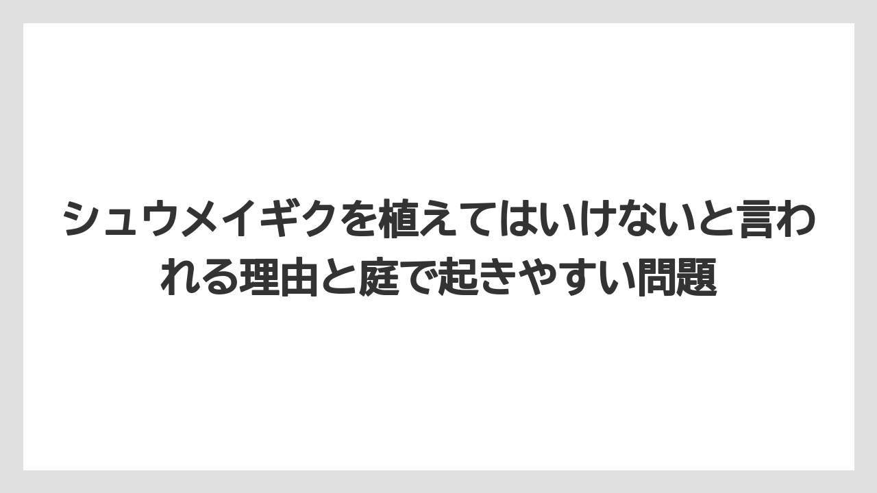 シュウメイギクを植えてはいけないと言われる理由と庭で起きやすい問題
