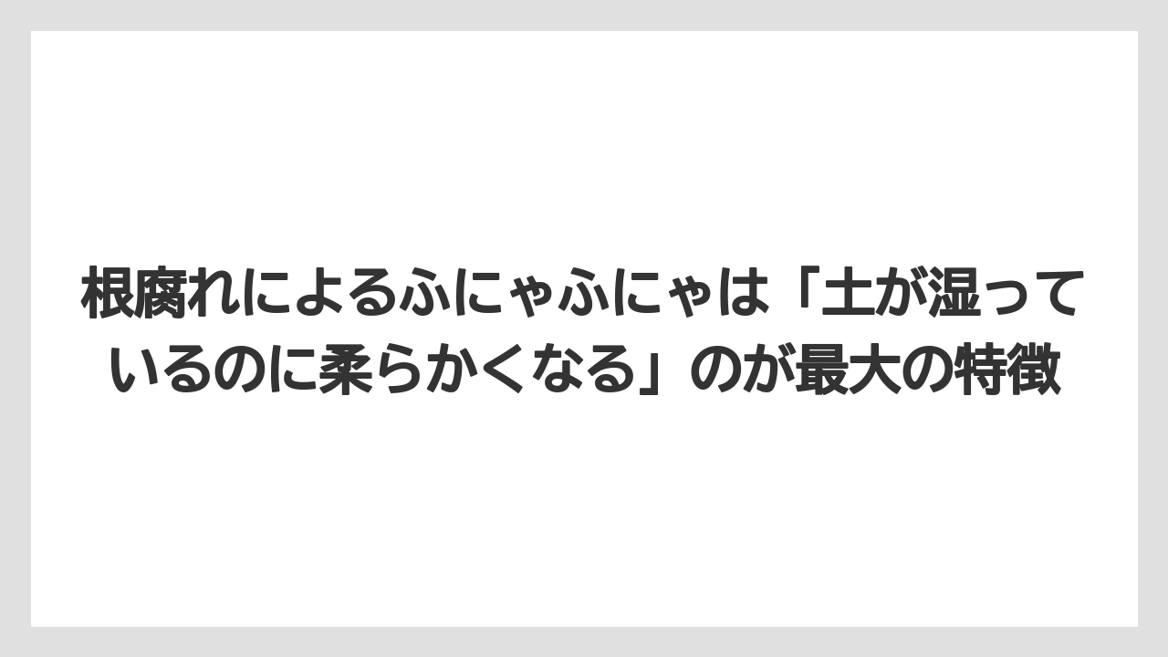 【木】【栽培】【農業】根腐れによるふにゃふにゃは「土が湿っているのに柔らかくなる」のが最大の特徴