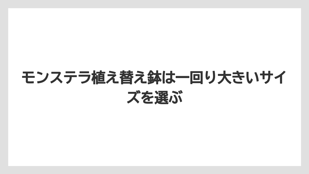 【モンステラ】【栽培】【農業】モンステラ植え替え鉢は一回り大きいサイズを選ぶ