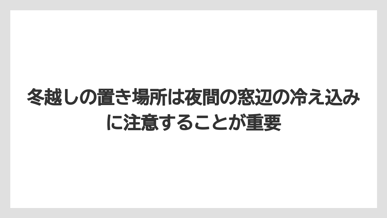 【木】【栽培】【農業】冬越しの置き場所は夜間の窓辺の冷え込みに注意することが重要