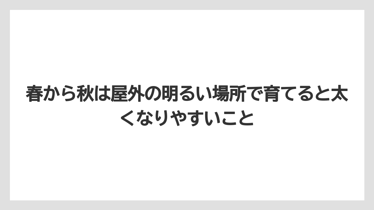【パキラ】【栽培】【農業】春から秋は屋外の明るい場所で育てると太くなりやすいこと