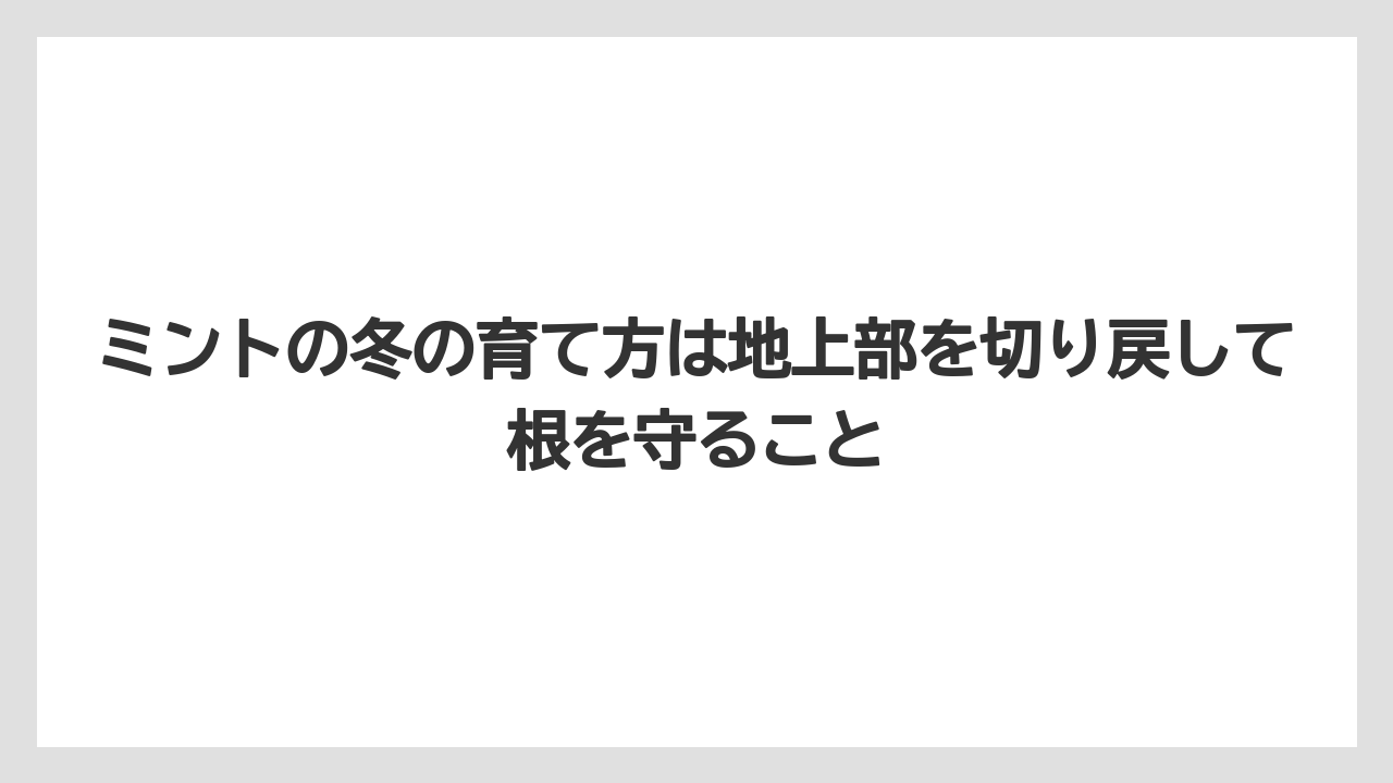 【ミント】【栽培】【農業】ミントの冬の育て方は地上部を切り戻して根を守ること