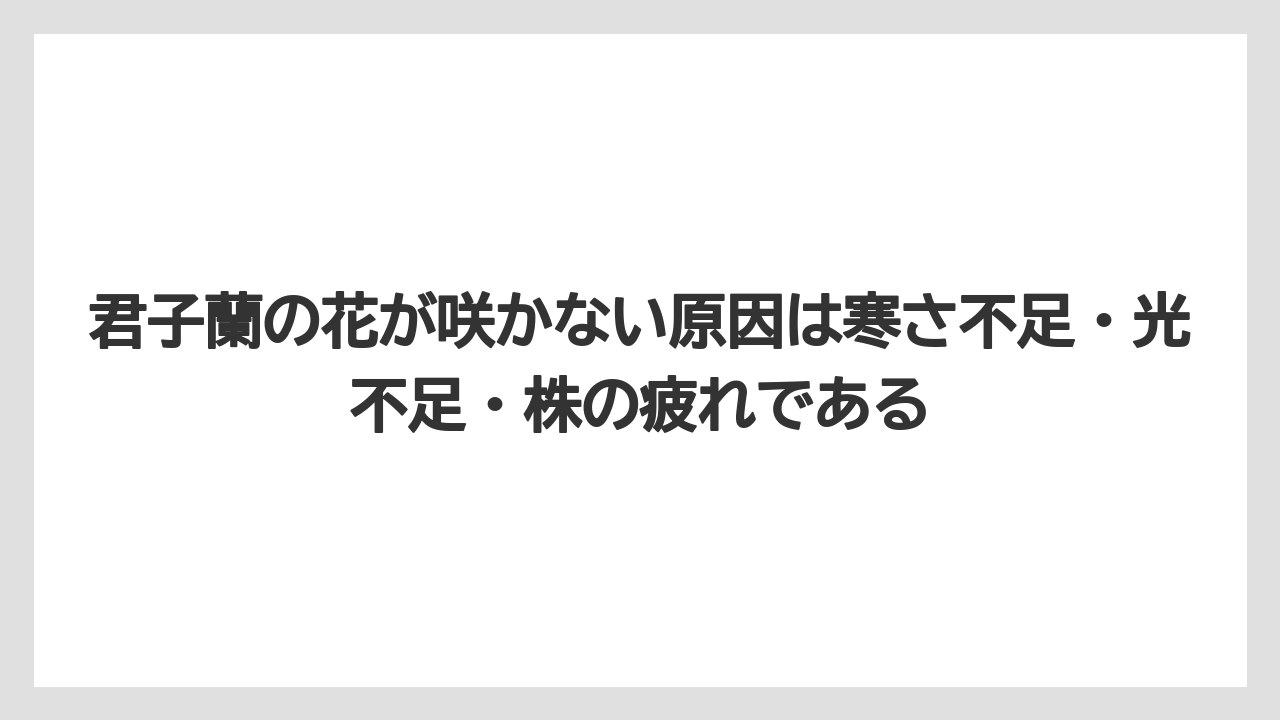 【栽培】【農園】【農業】君子蘭の花が咲かない原因は寒さ不足・光不足・株の疲れである