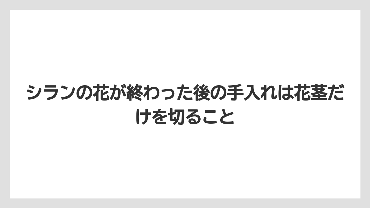【栽培】【農園】【農業】シランの花が終わった後の手入れは花茎だけを切ること