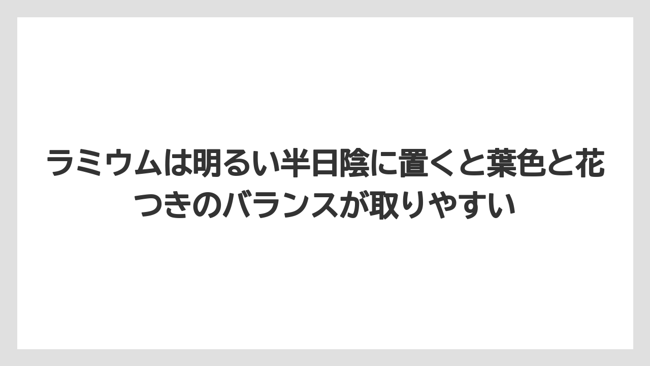【バラ】【栽培】【肥料】ラミウムは明るい半日陰に置くと葉色と花つきのバランスが取りやすい