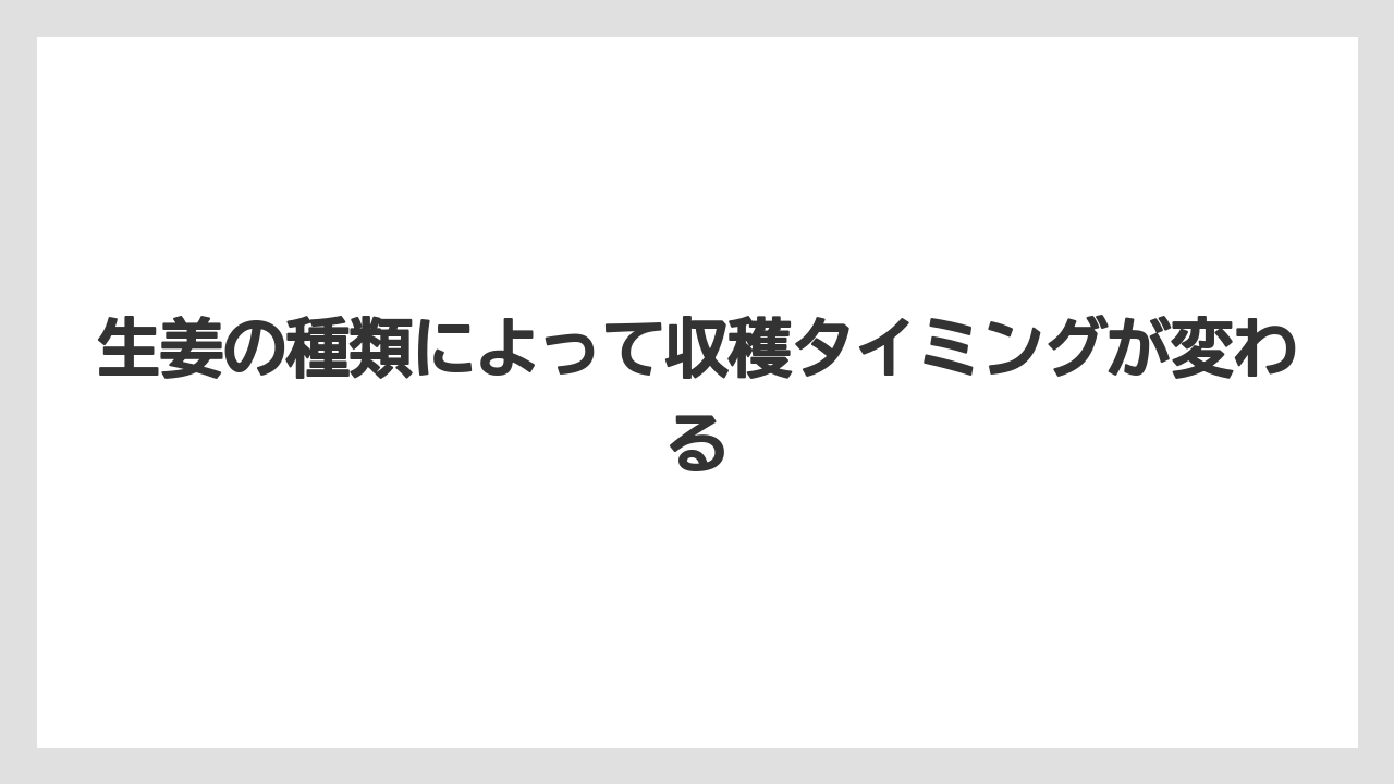 【栽培】【植え】【農業】生姜の種類によって収穫タイミングが変わる