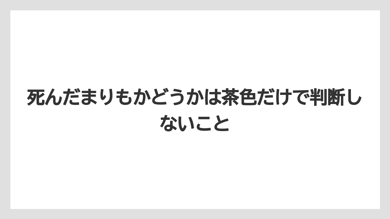 【まりも】【バラ】【栽培】死んだまりもかどうかは茶色だけで判断しないこと