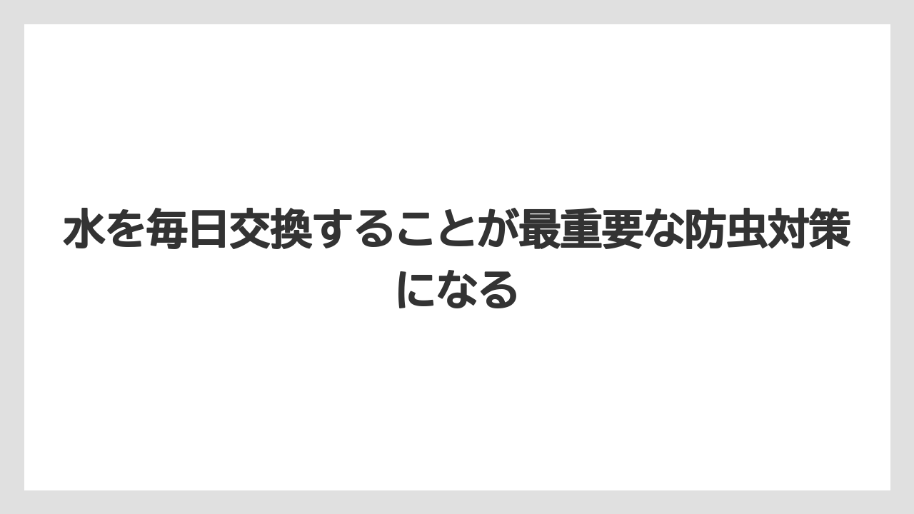 【栽培】【豆苗】【農業】水を毎日交換することが最重要な防虫対策になる