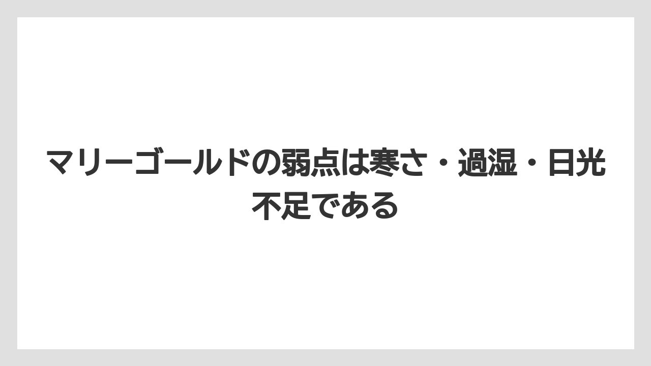 【栽培】【育て方】【越し】マリーゴールドの弱点は寒さ・過湿・日光不足である