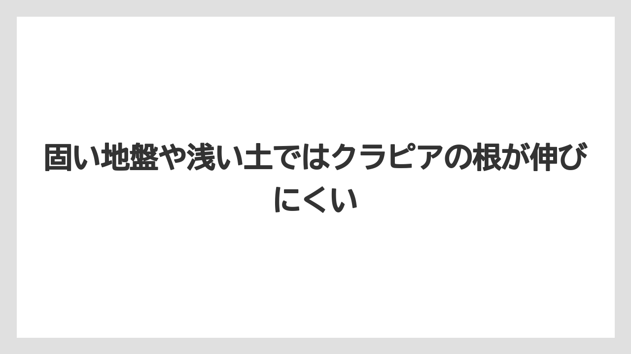 【バラ】【栽培】【農業】固い地盤や浅い土ではクラピアの根が伸びにくい