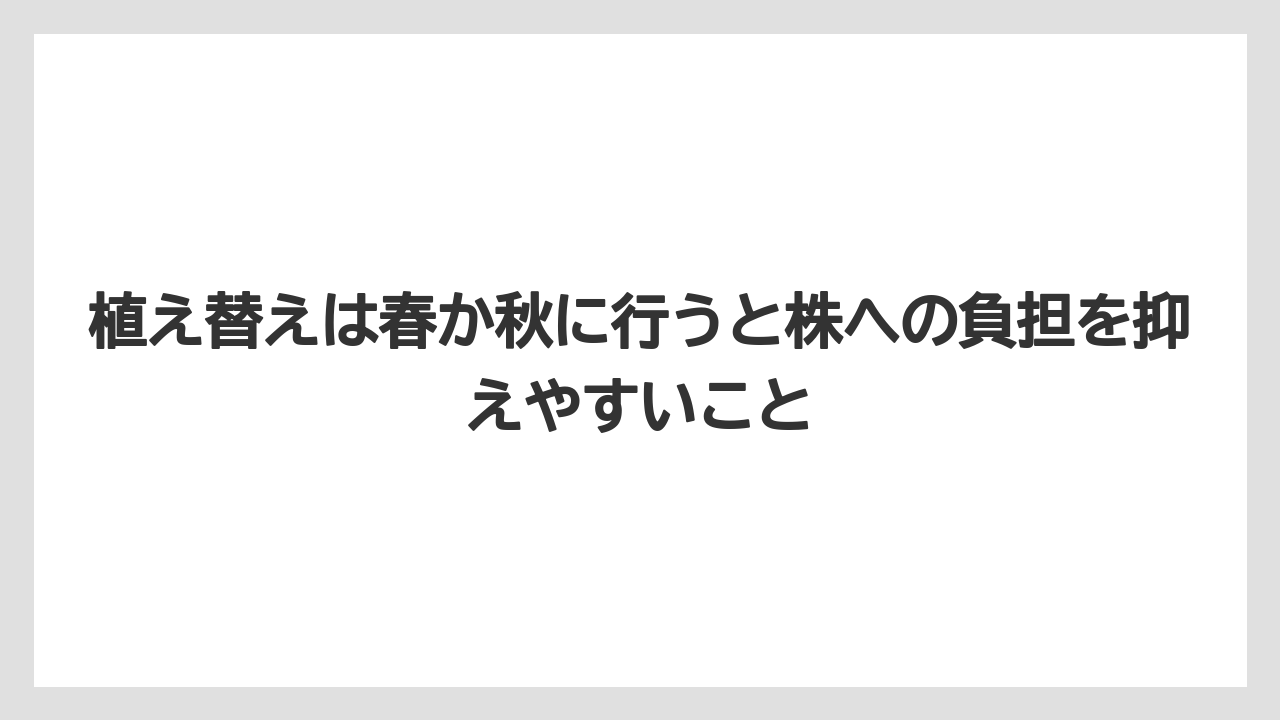 【100均】【エケベリア】【バラ】【多肉植物】【栽培】植え替えは春か秋に行うと株への負担を抑えやすいこと