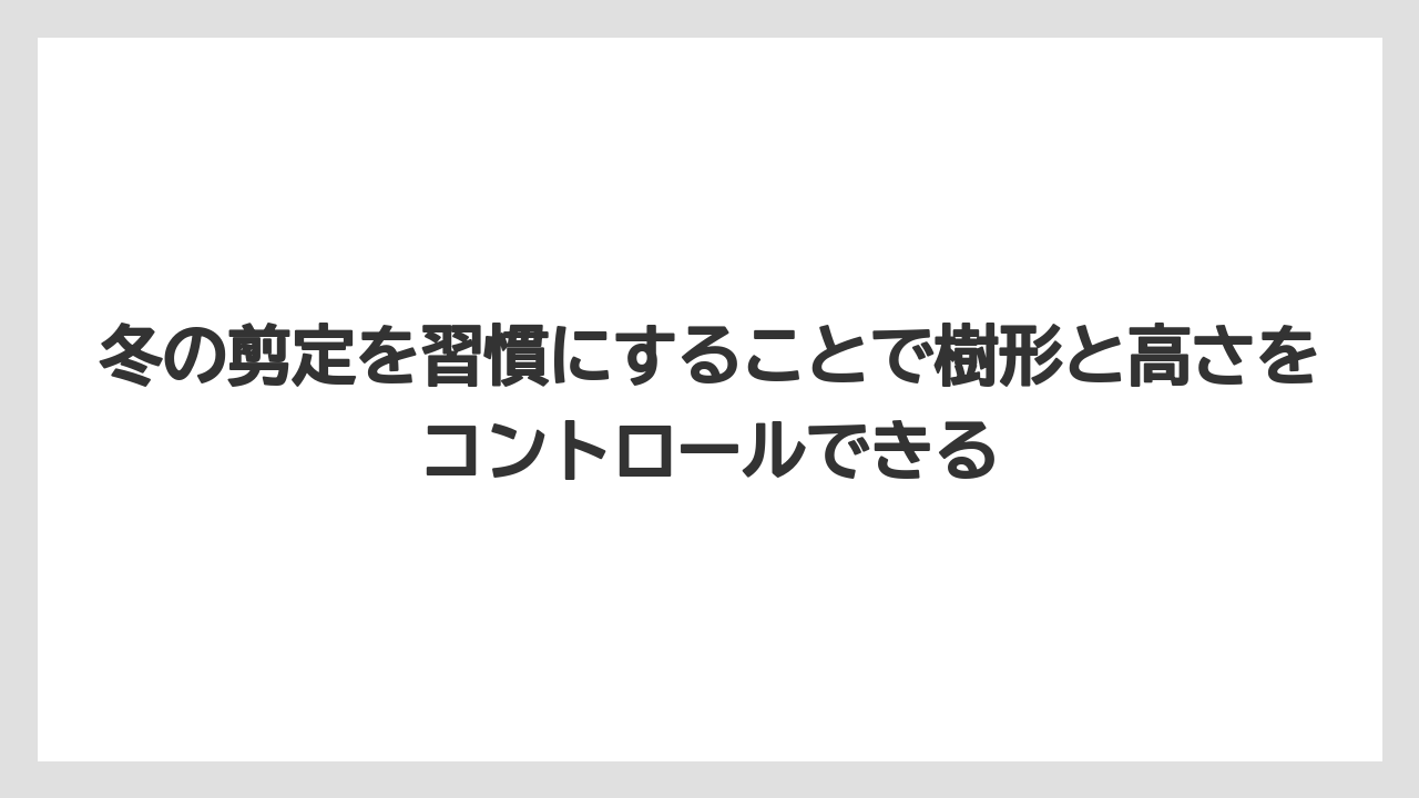 【オリーブ】【栽培】【農業】冬の剪定を習慣にすることで樹形と高さをコントロールできる