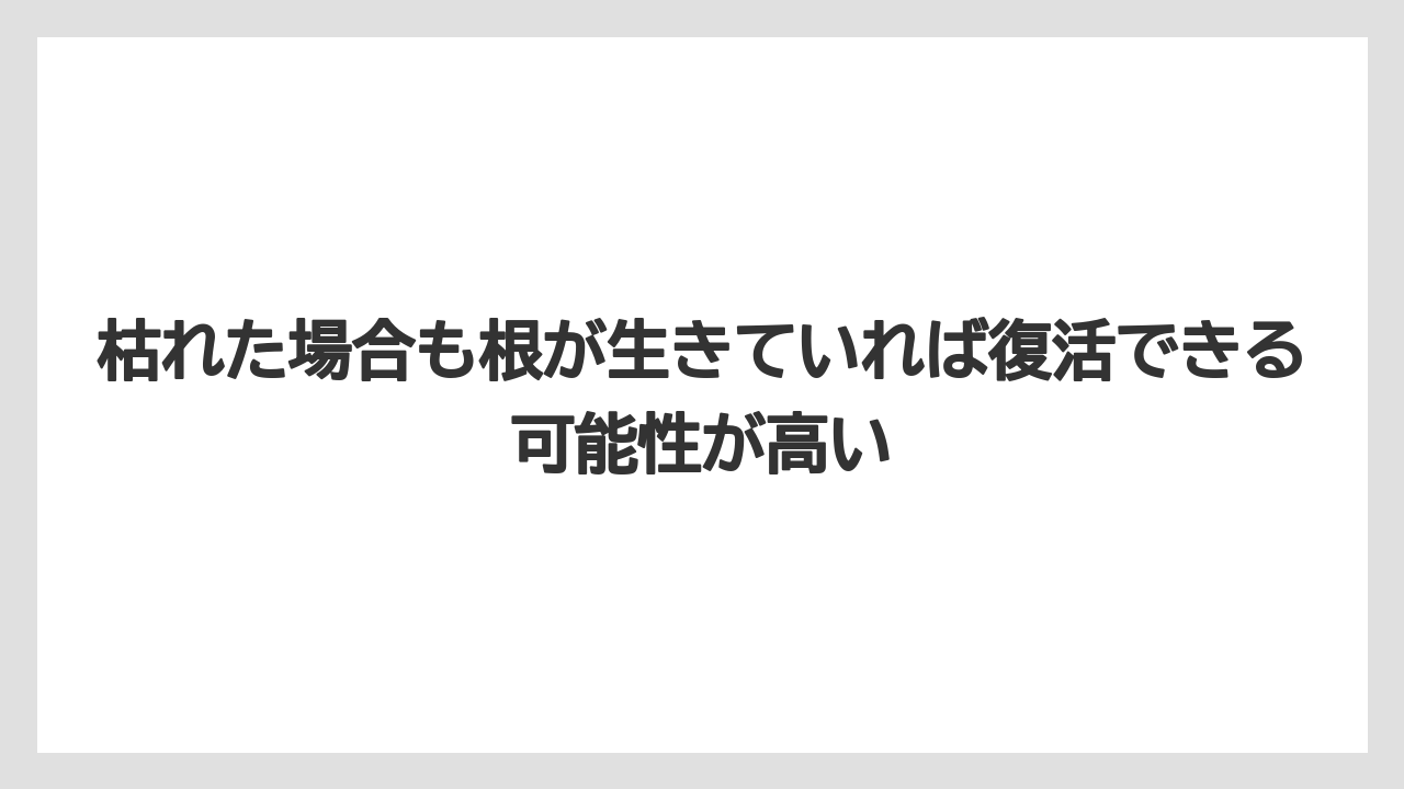 【バラ】【栽培】【農業】枯れた場合も根が生きていれば復活できる可能性が高い