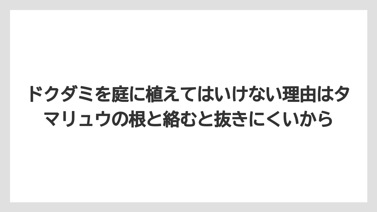 【いけない】【後悔】【栽培】【植え】ドクダミを庭に植えてはいけない理由はタマリュウの根と絡むと抜きにくいから