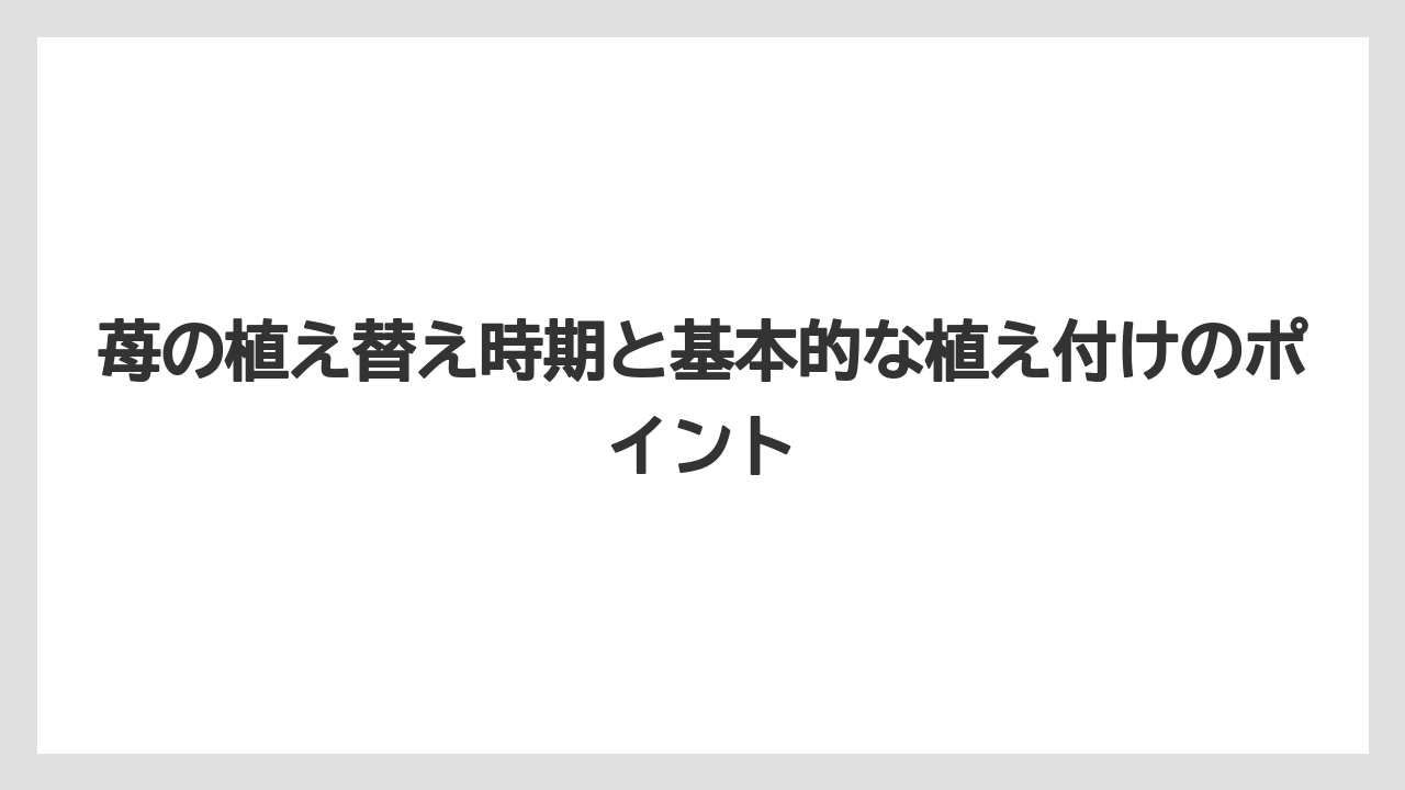 苺の植え替え時期と基本的な植え付けのポイント