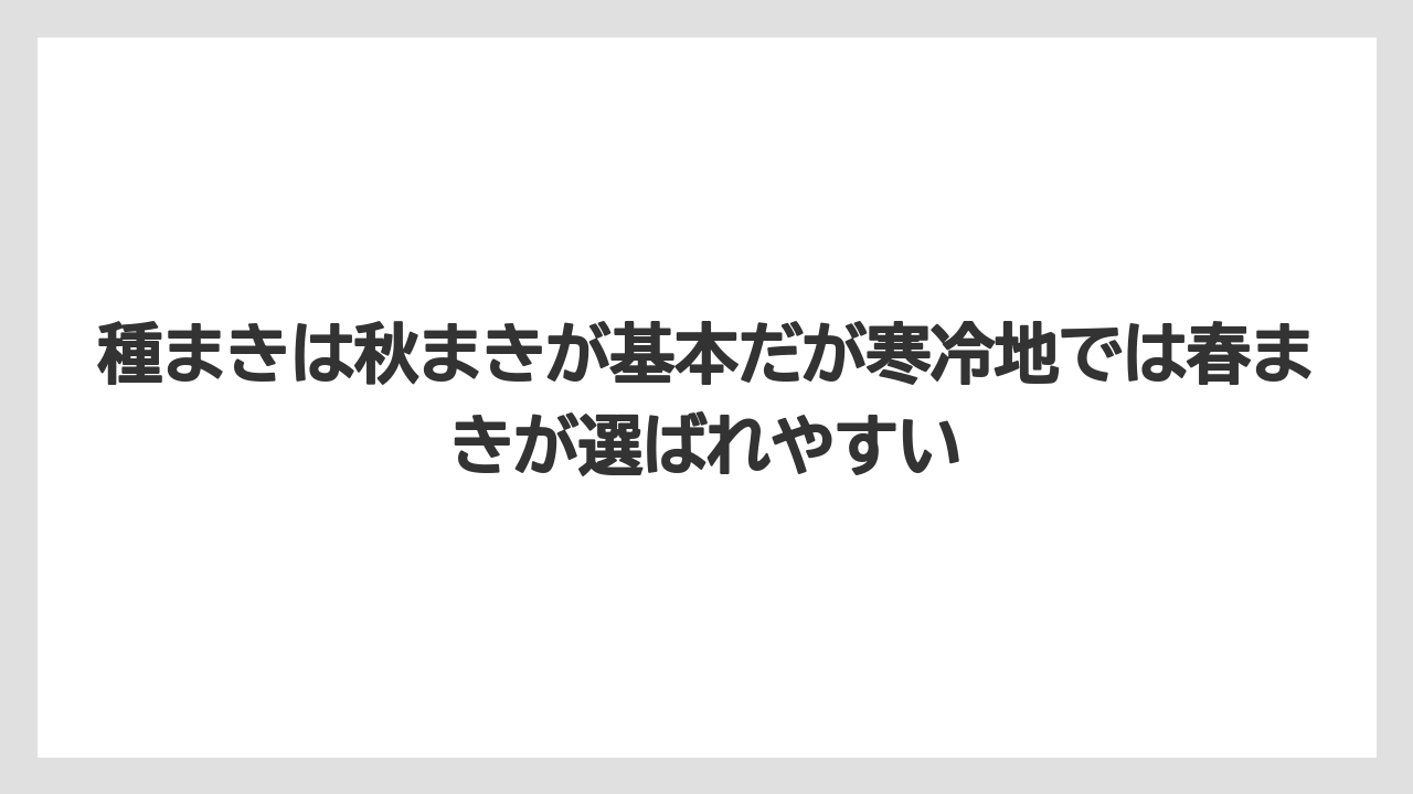 【栽培】【農園】【農業】種まきは秋まきが基本だが寒冷地では春まきが選ばれやすい