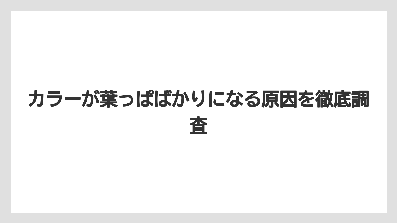 カラーが葉っぱばかりになる原因を徹底調査