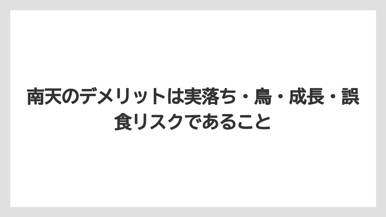 【栽培】【農園】【農業】南天のデメリットは実落ち・鳥・成長・誤食リスクであること
