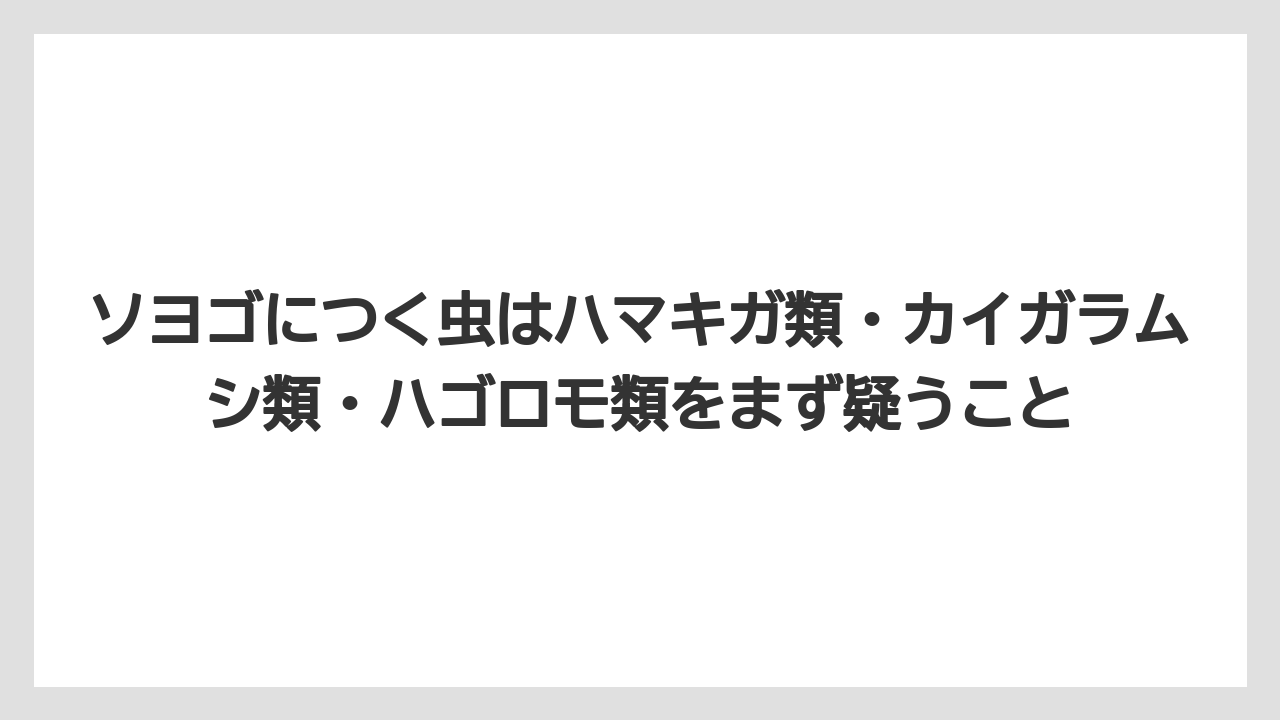 【ソヨゴ】【栽培】【農業】ソヨゴにつく虫はハマキガ類・カイガラムシ類・ハゴロモ類をまず疑うこと
