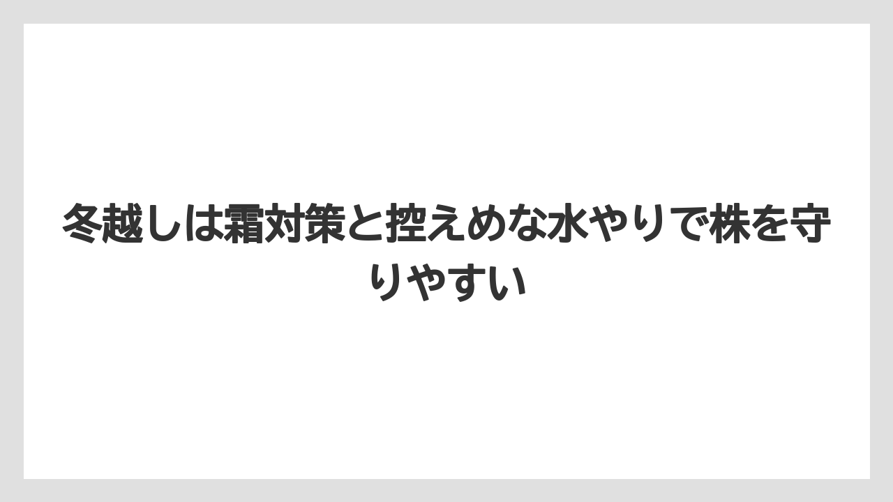 【栽培】【農園】【農業】冬越しは霜対策と控えめな水やりで株を守りやすい