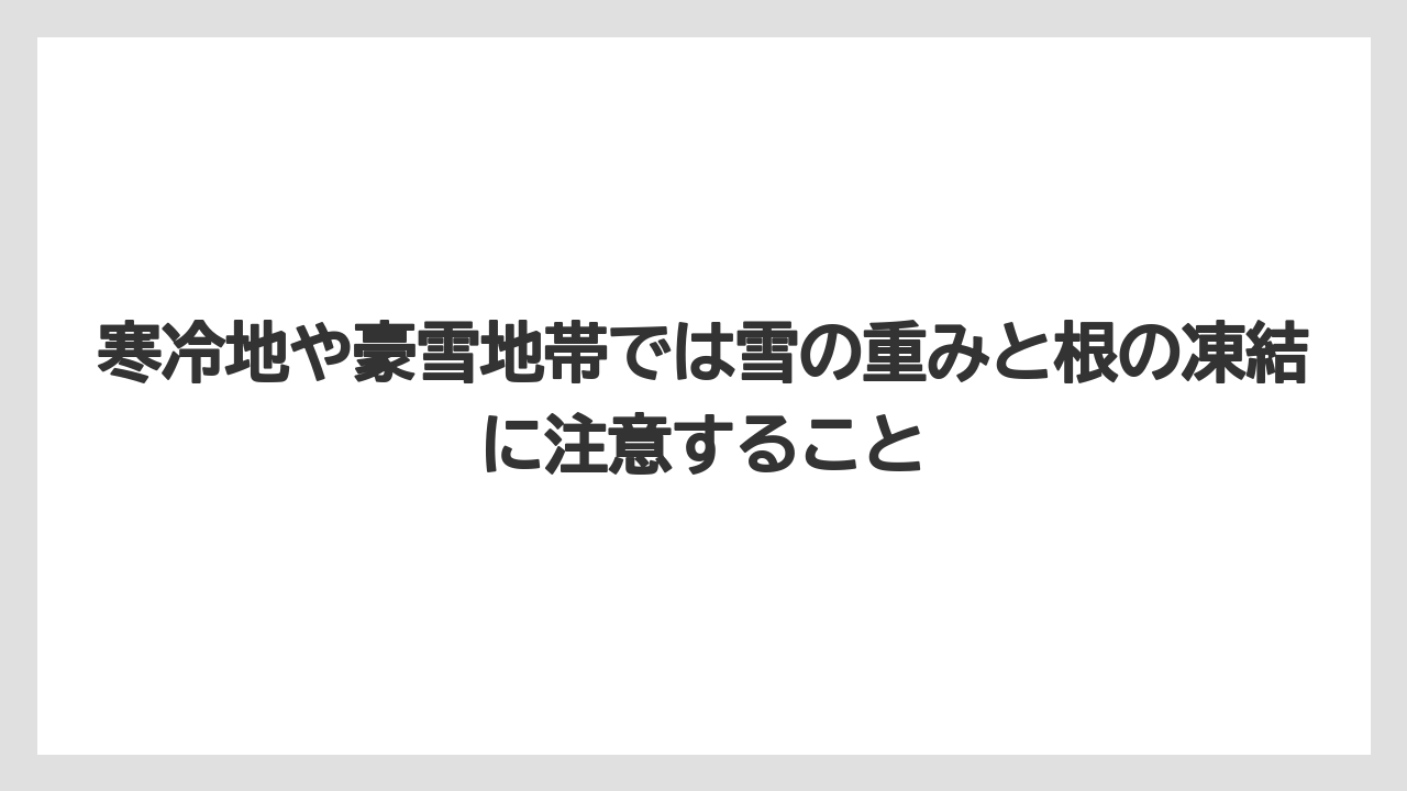 【スモークツリー】【剪定】【枯れ】【栽培】寒冷地や豪雪地帯では雪の重みと根の凍結に注意すること