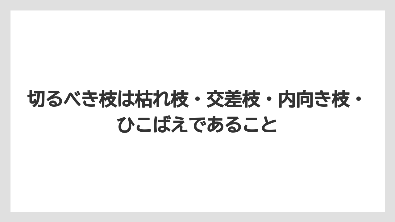 【スモークツリー】【剪定】【枯れ】【栽培】切るべき枝は枯れ枝・交差枝・内向き枝・ひこばえであること
