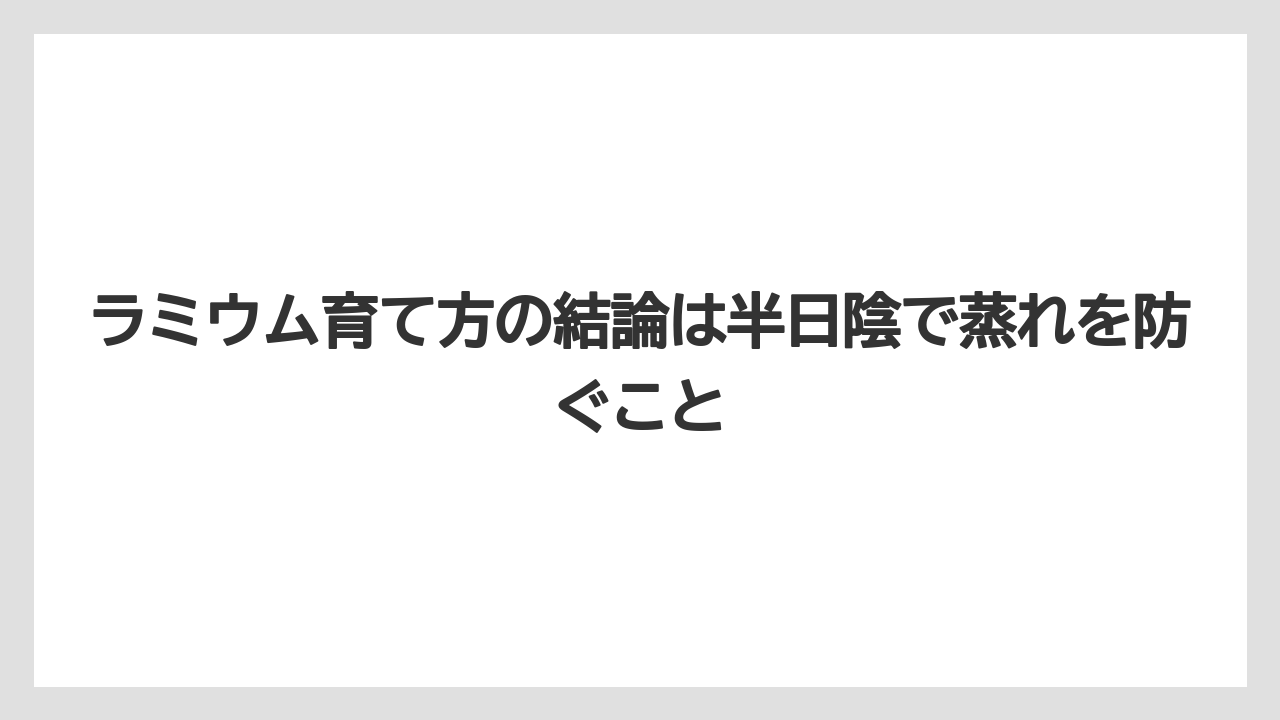 【バラ】【栽培】【肥料】ラミウム育て方の結論は半日陰で蒸れを防ぐこと