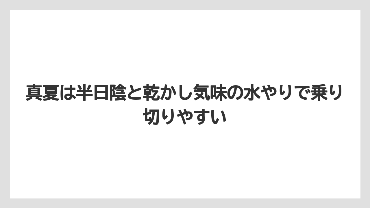 【栽培】【農園】【農業】真夏は半日陰と乾かし気味の水やりで乗り切りやすい