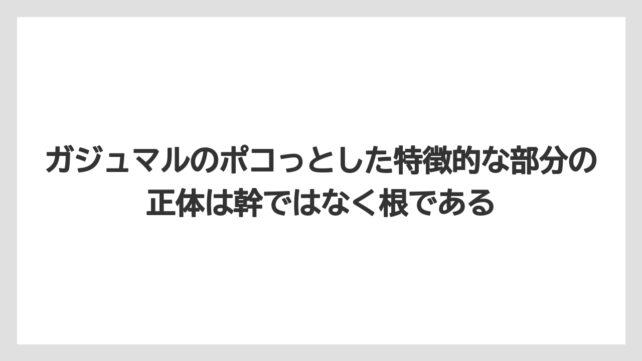 【ガジュマル】【剪定】【栽培】ガジュマルのポコっとした特徴的な部分の正体は幹ではなく根である