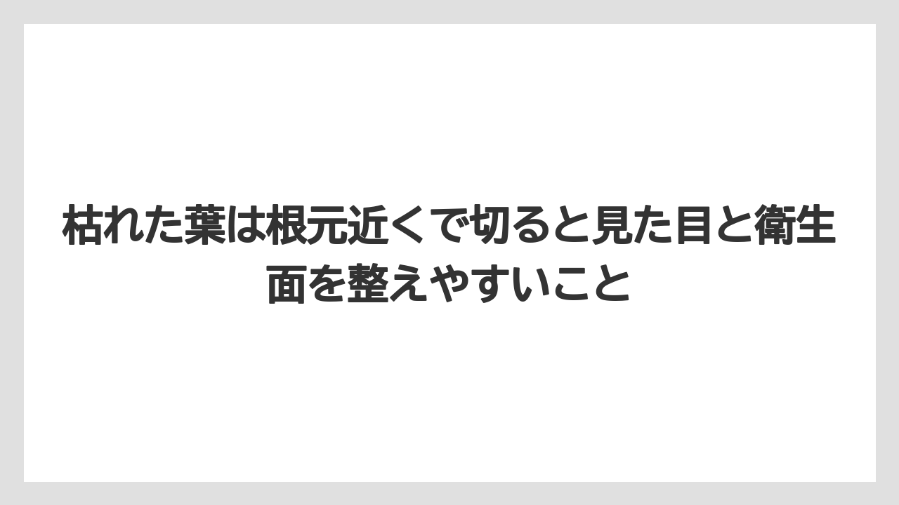 【サンスベリア】【栽培】【農業】枯れた葉は根元近くで切ると見た目と衛生面を整えやすいこと