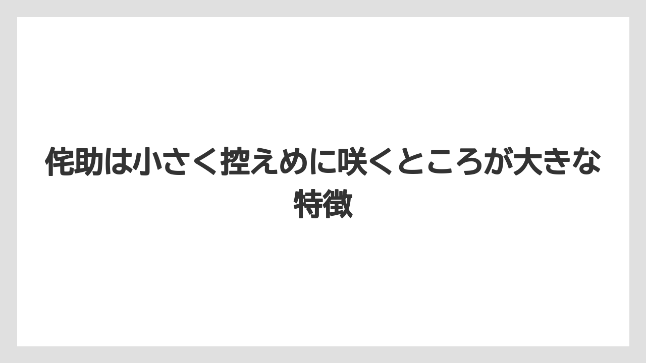 【栽培】【農園】【農業】侘助は小さく控えめに咲くところが大きな特徴