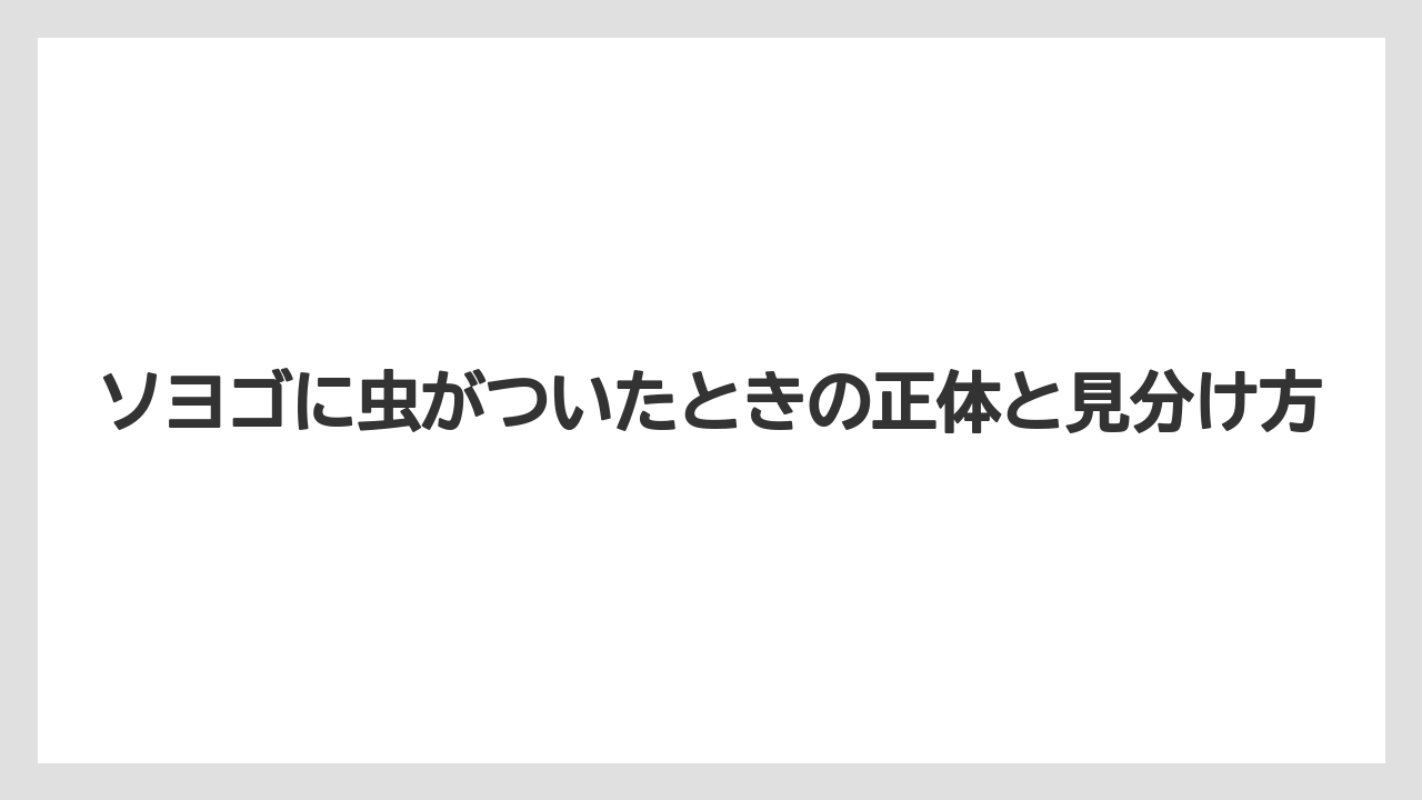 ソヨゴに虫がついたときの正体と見分け方