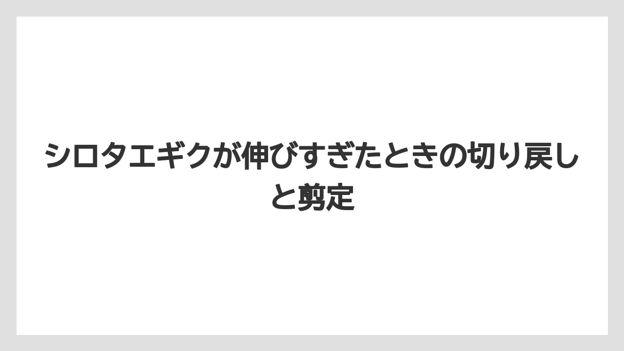 シロタエギクが伸びすぎたときの切り戻しと剪定