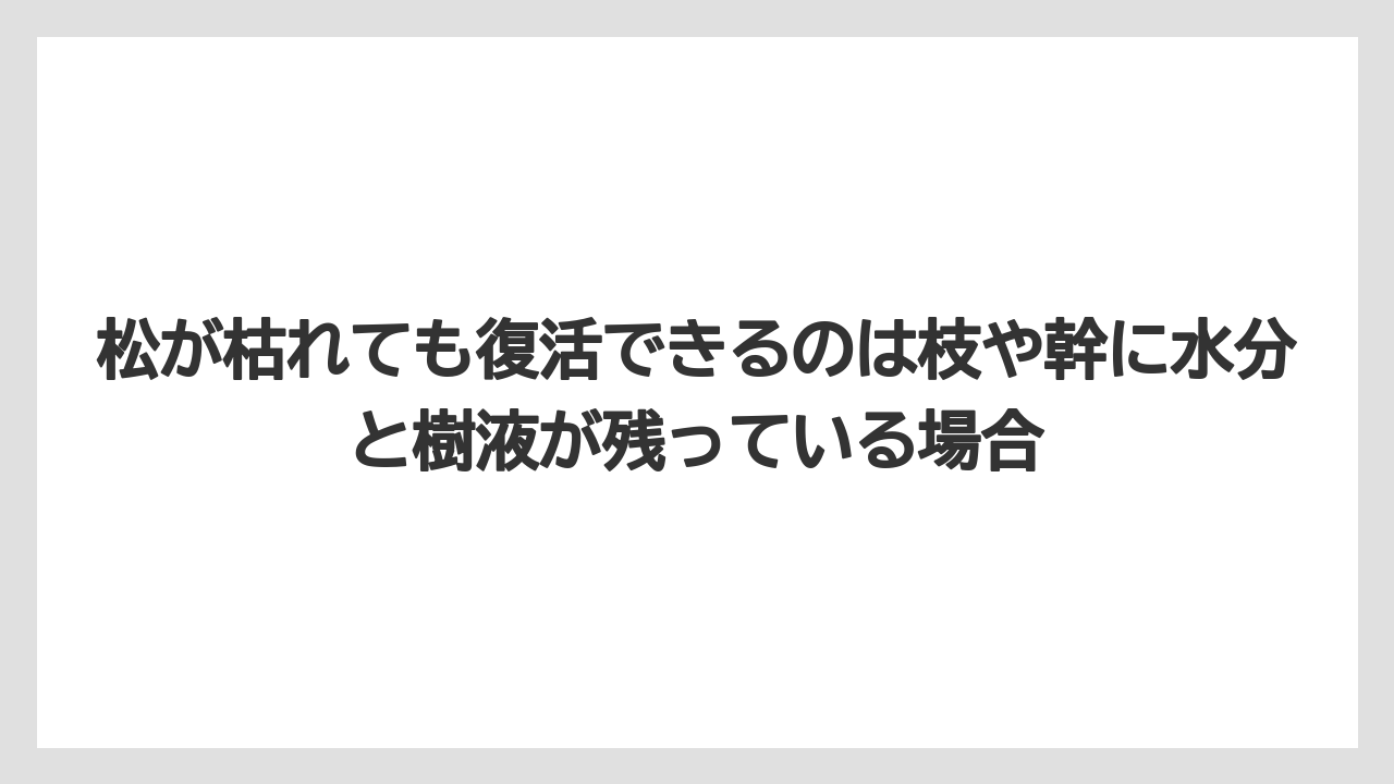 【枯れ】【栽培】【葉】松が枯れても復活できるのは枝や幹に水分と樹液が残っている場合