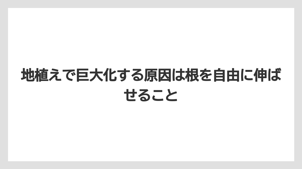 【栽培】【農園】【農業】地植えで巨大化する原因は根を自由に伸ばせること