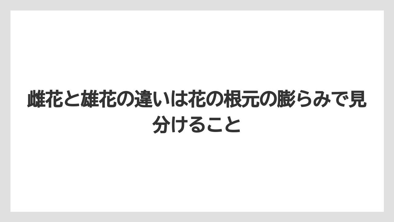 【ゴーヤ】【栽培】【花】雌花と雄花の違いは花の根元の膨らみで見分けること
