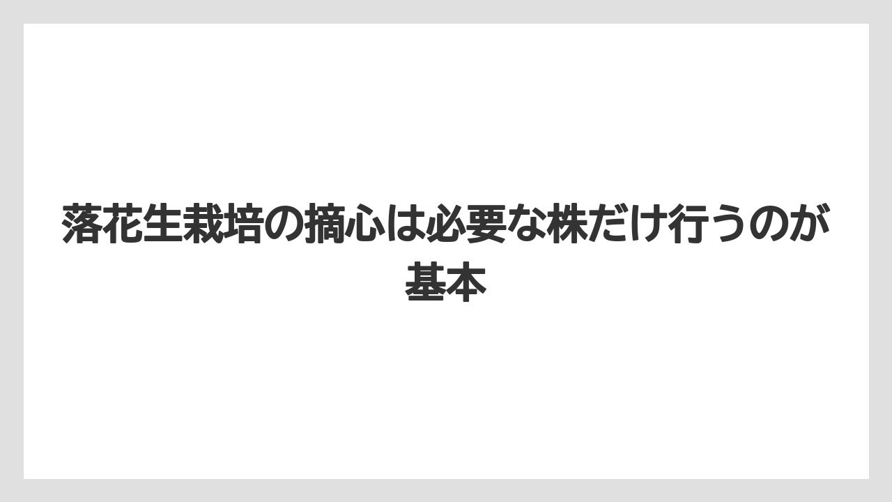 【栽培】【育て方】【花】【農業】落花生栽培の摘心は必要な株だけ行うのが基本