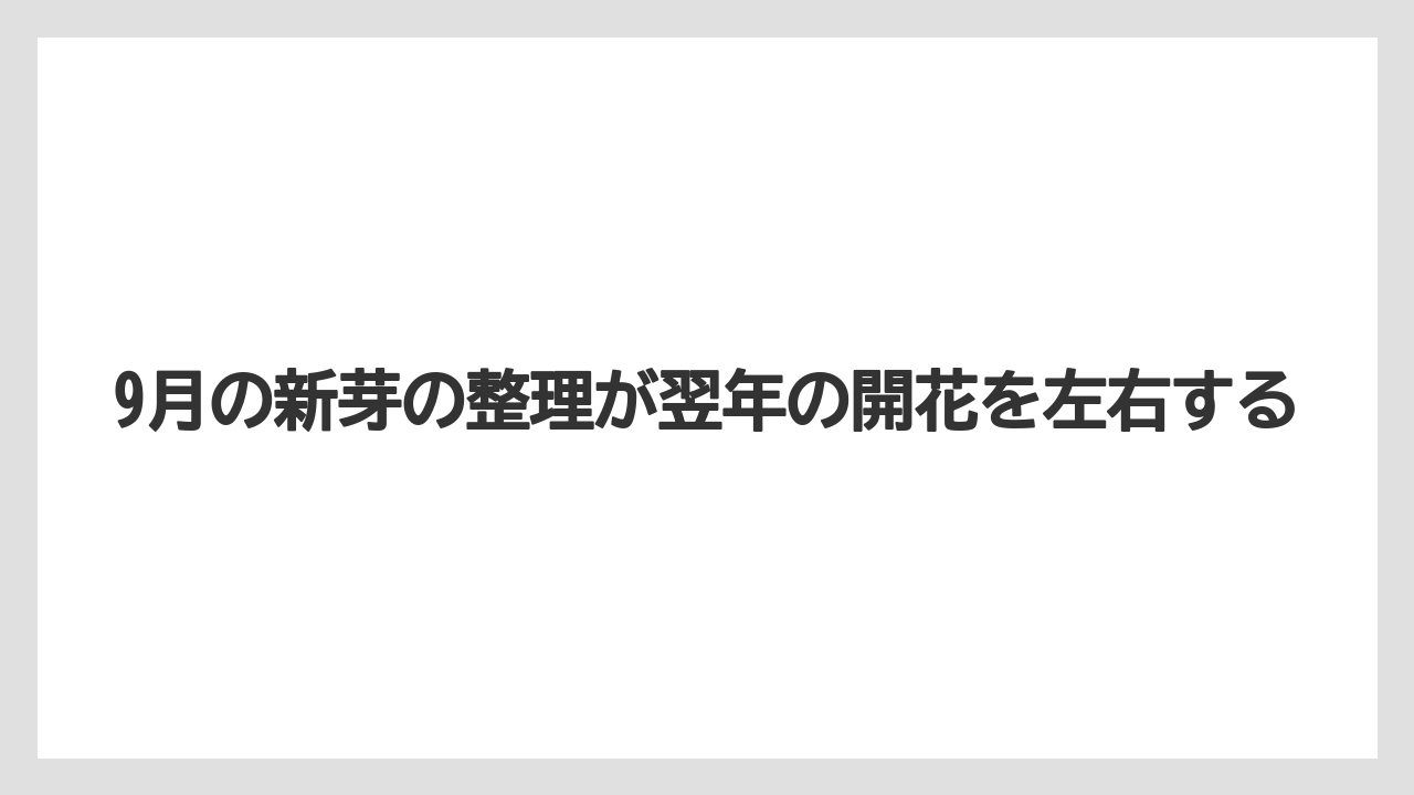【サボテン】【栽培】【花】9月の新芽の整理が翌年の開花を左右する