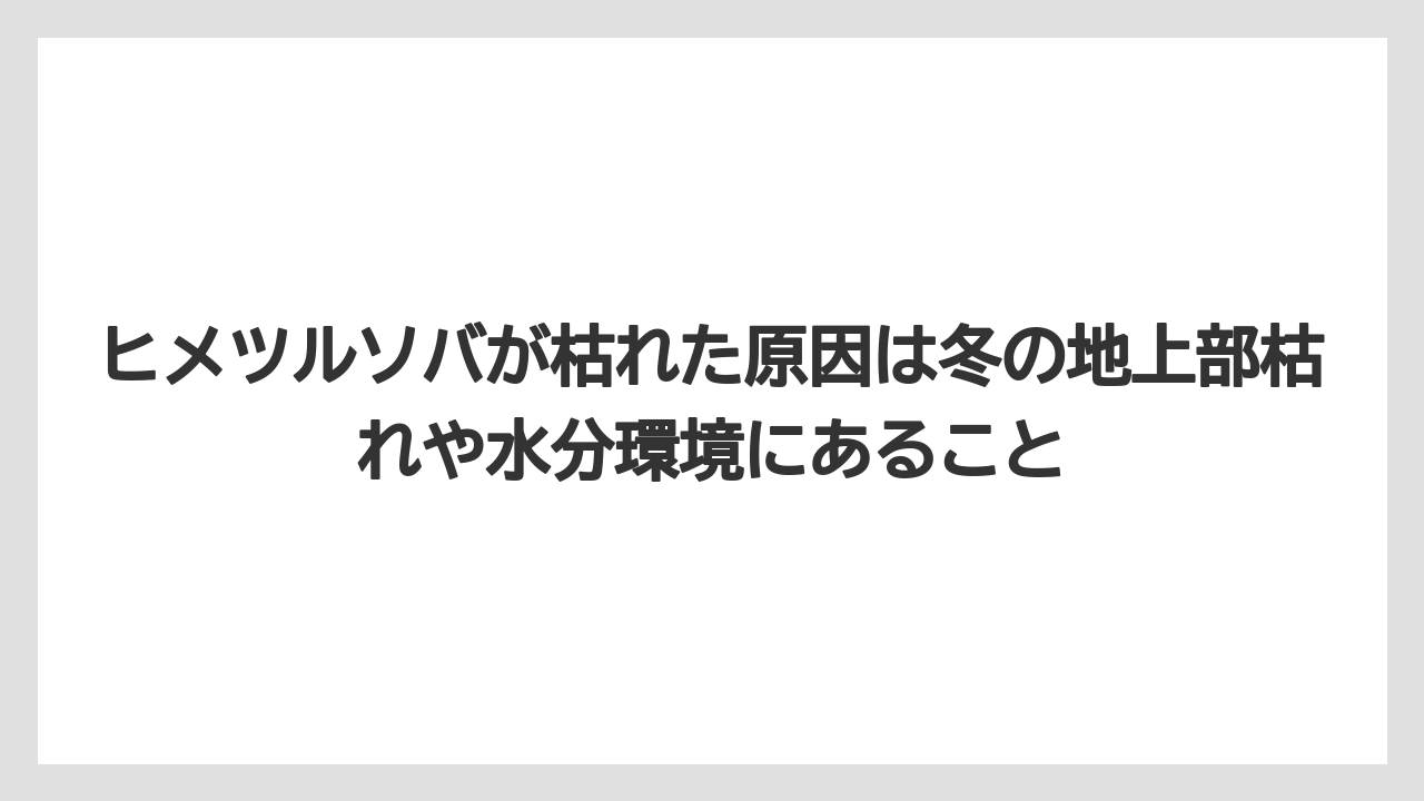 【庭】【栽培】【植え】【毒】【猫】ヒメツルソバが枯れた原因は冬の地上部枯れや水分環境にあること
