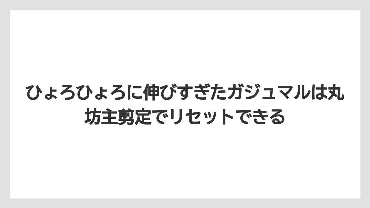 【ガジュマル】【剪定】【栽培】ひょろひょろに伸びすぎたガジュマルは丸坊主剪定でリセットできる