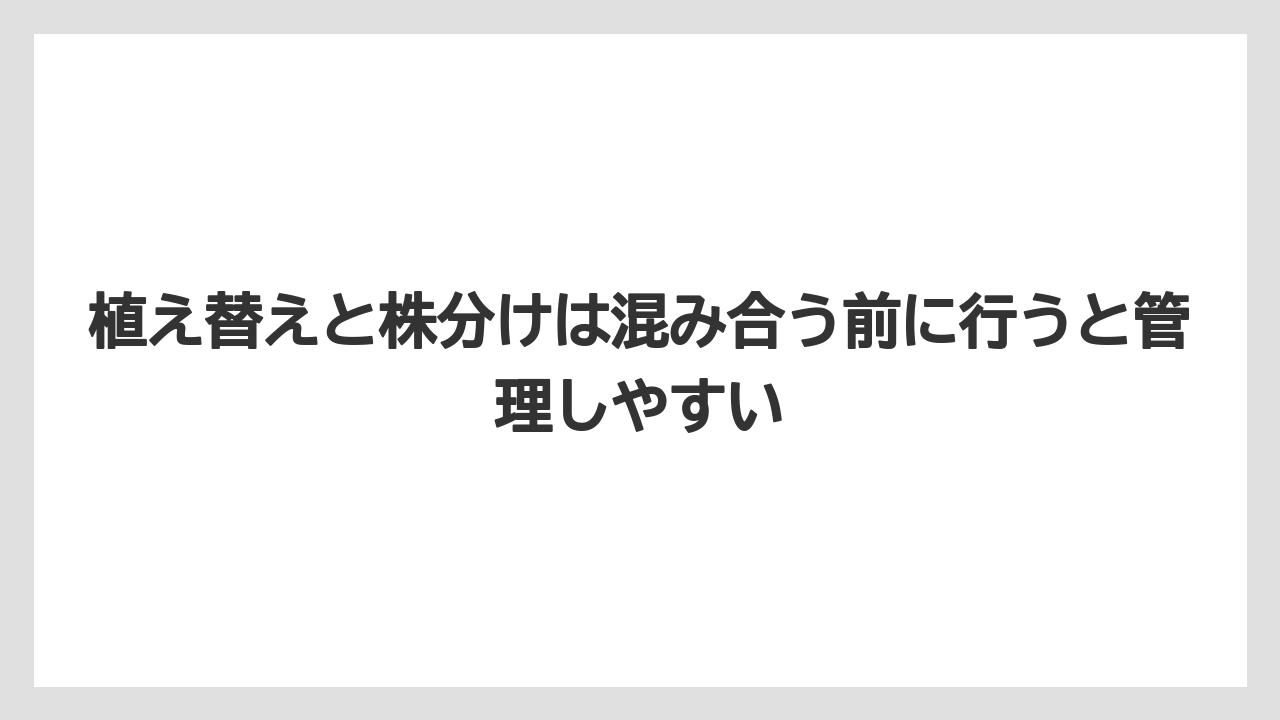 【ミント】【栽培】【猫】植え替えと株分けは混み合う前に行うと管理しやすい