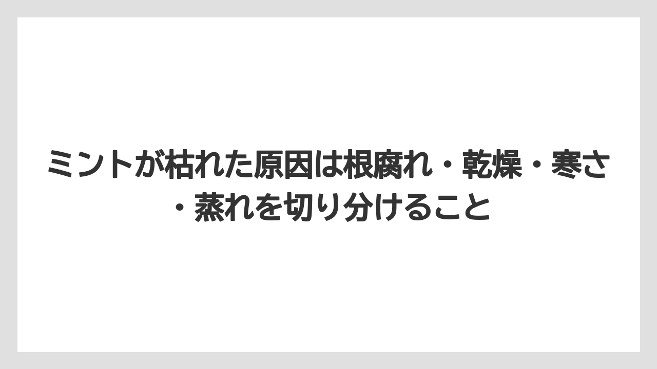 【ミント】【栽培】【農業】ミントが枯れた原因は根腐れ・乾燥・寒さ・蒸れを切り分けること