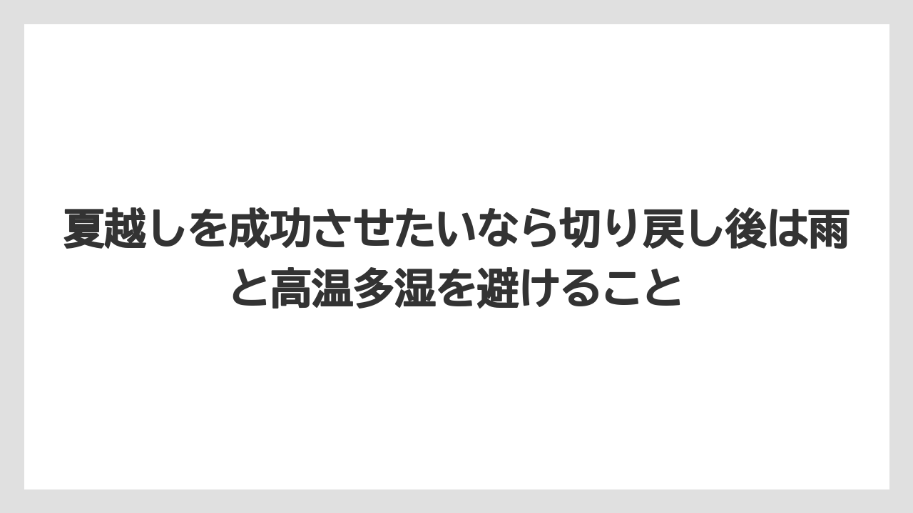 【栽培】【農園】【農業】夏越しを成功させたいなら切り戻し後は雨と高温多湿を避けること
