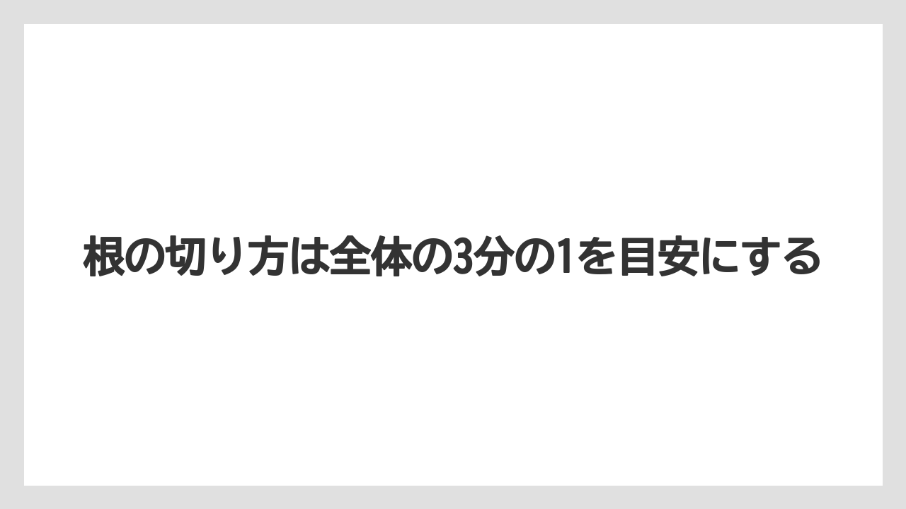 【栽培】【植え】【農業】根の切り方は全体の3分の1を目安にする