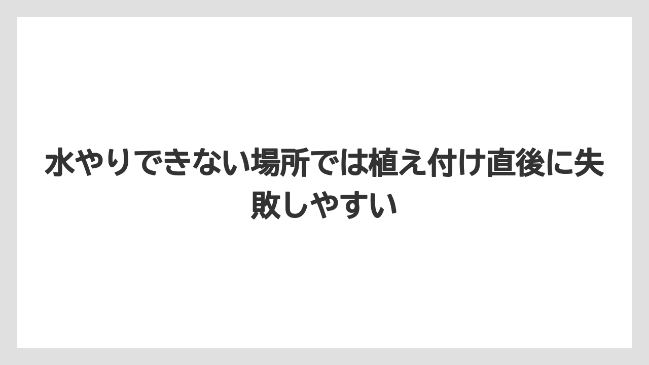 【バラ】【栽培】【農業】水やりできない場所では植え付け直後に失敗しやすい