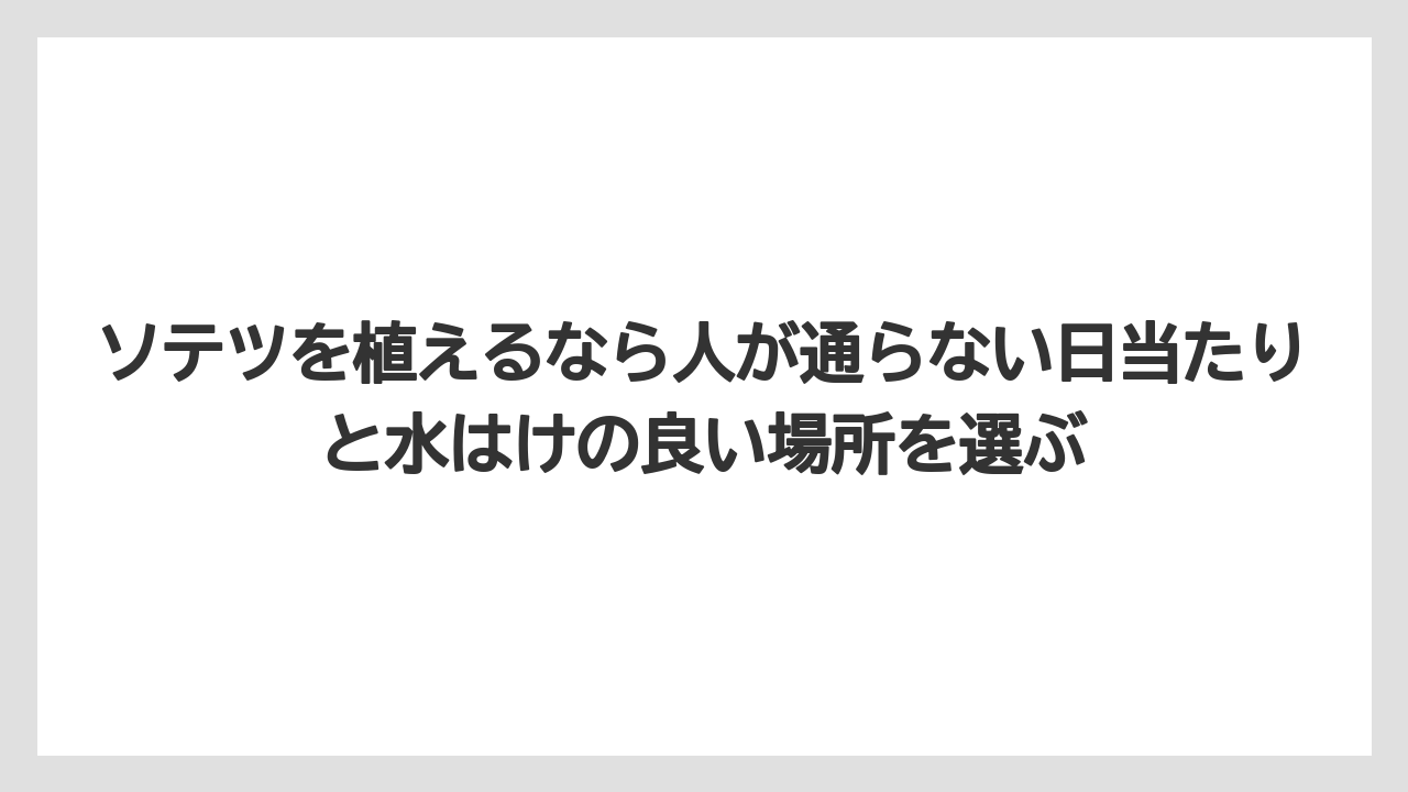 【栽培】【農園】【農業】ソテツを植えるなら人が通らない日当たりと水はけの良い場所を選ぶ