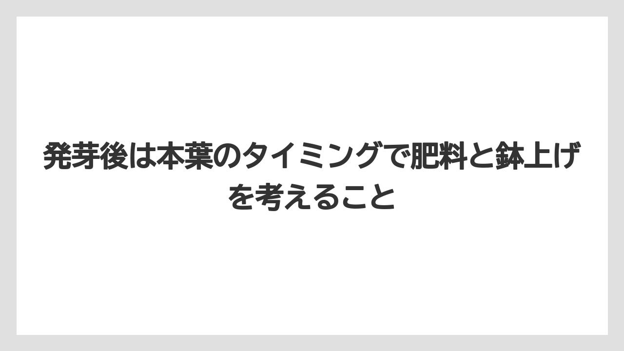【栽培】【農園】【農業】発芽後は本葉のタイミングで肥料と鉢上げを考えること