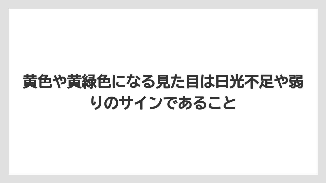 【サボテン】【危険】【枯れ】【栽培】黄色や黄緑色になる見た目は日光不足や弱りのサインであること